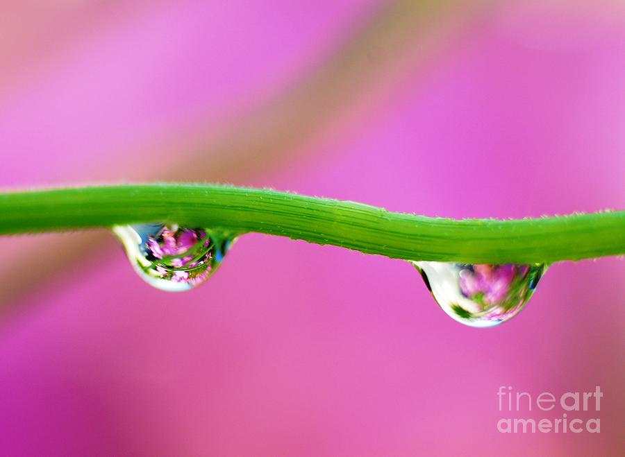 Water Drops Photograph by Catherine Lau