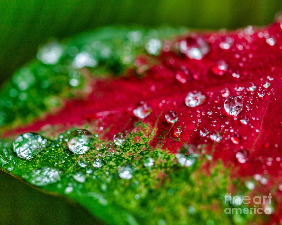 Water Drops eight Photograph by Ken Frischkorn