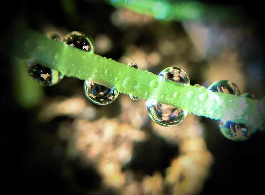 Water Drops Photograph by Gina Cordova