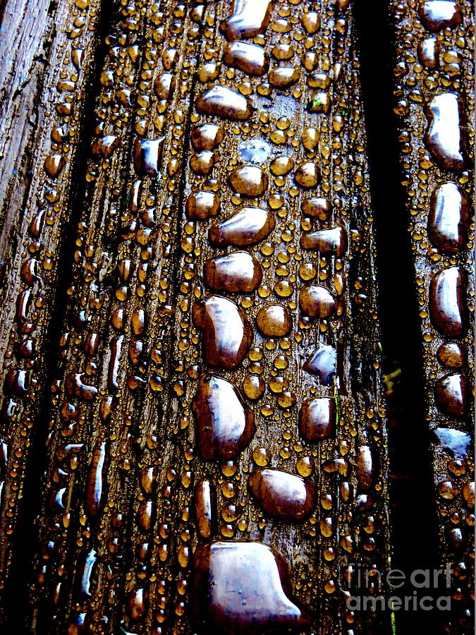 Water Drops II Photograph by Tim Townsend