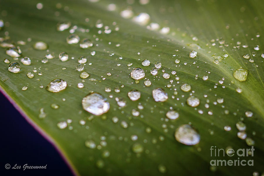 Water Drops Photograph by Les Greenwood