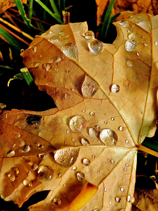 Water Drops Photograph by Liz Vernand
