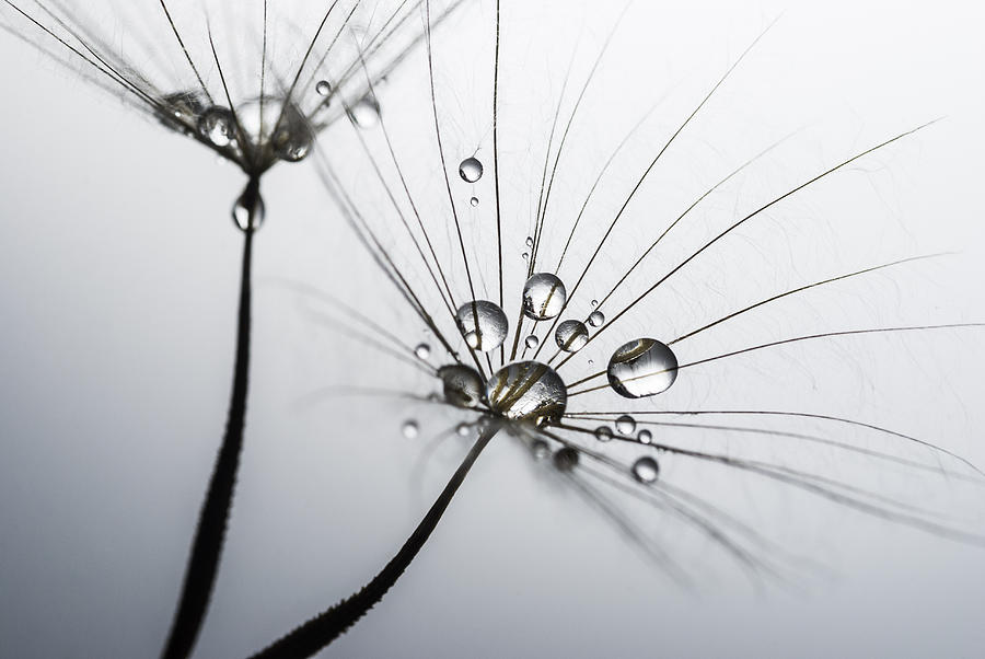 Nature Photograph - Water drops macro on dandelion seeds by Vishwanath Bhat