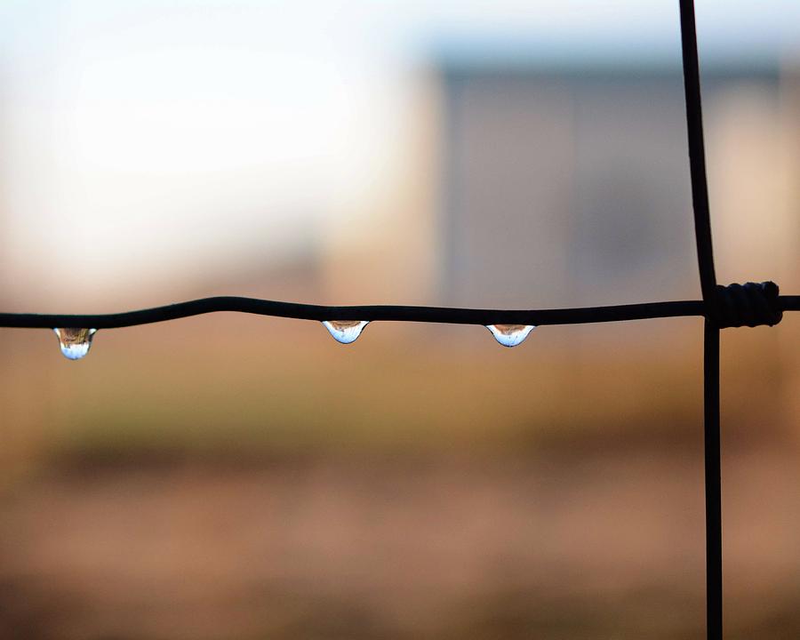 Water Drops Photograph by Michael Hall