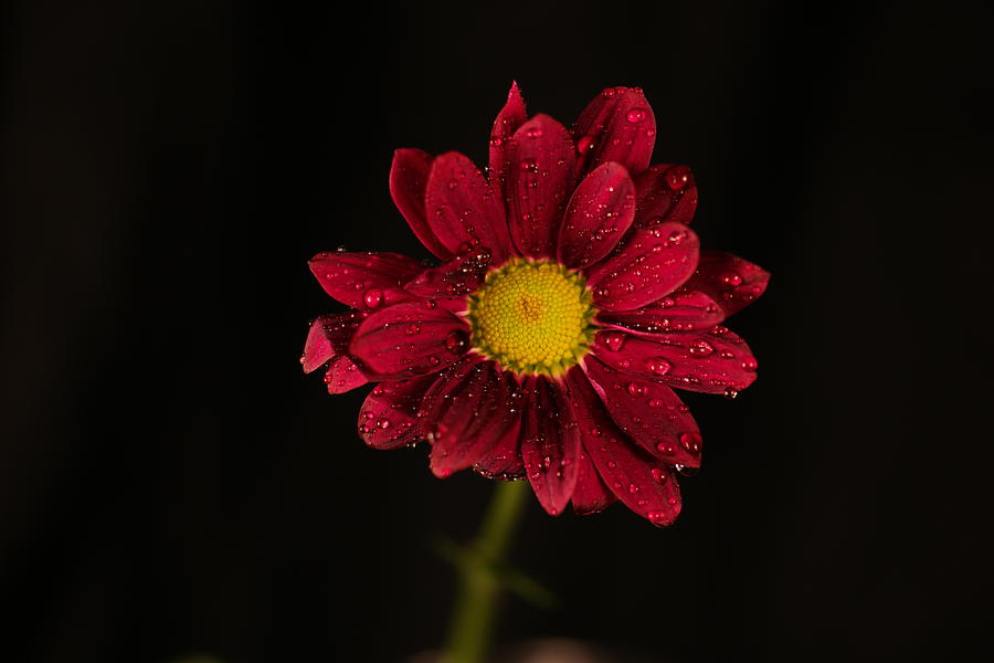 Water Drops On A Flower Photograph by Jeff Swan