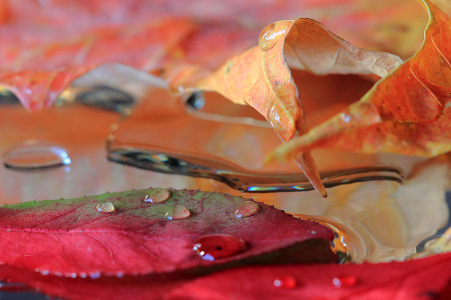 Water Drops on Autumn Leaves Photograph by Angela Murdock