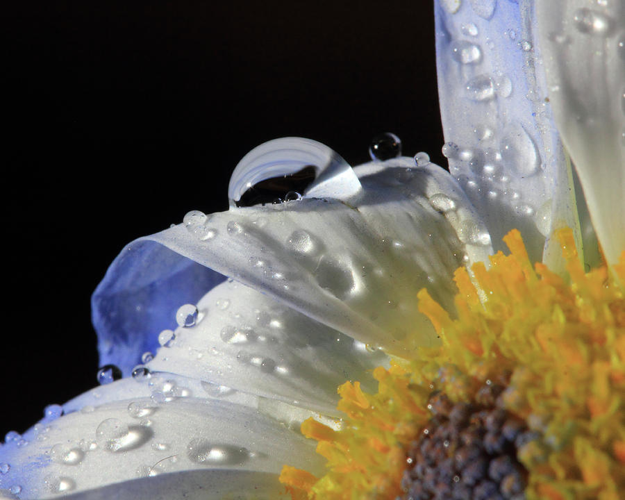 Water Drops on Blue Daisy Photograph by Angela Murdock