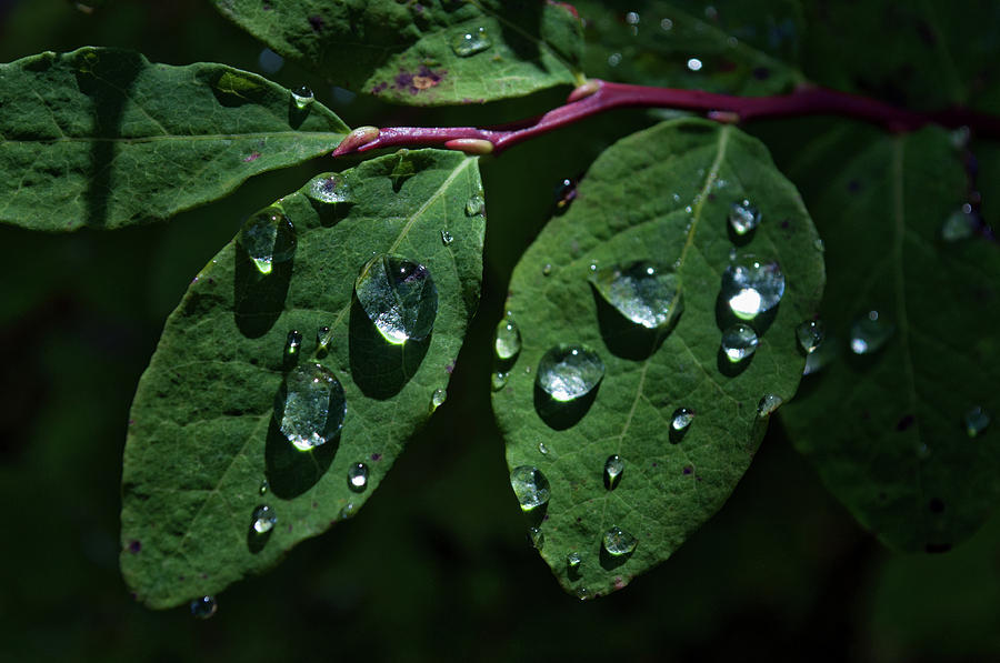 Water Drops on Blueberry Leaves Photograph by Cathy Mahnke