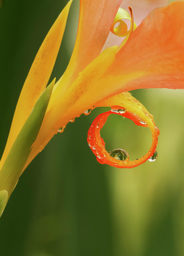 Water Drops on Canna Curl Photograph by Jean Noren