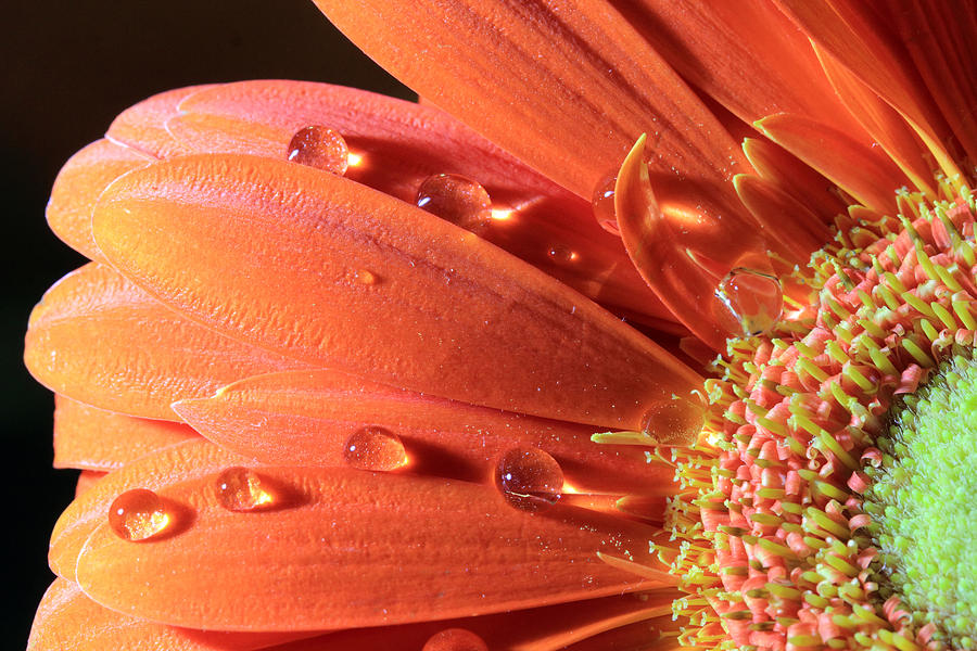 Water Drops on Colorful Flower Petals Photograph by Angela Murdock