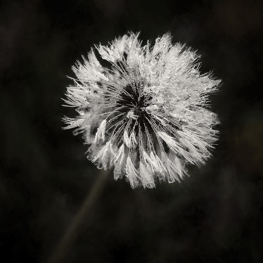 Black And White Photograph - Water Drops on Dandelion Flower by Scott Norris
