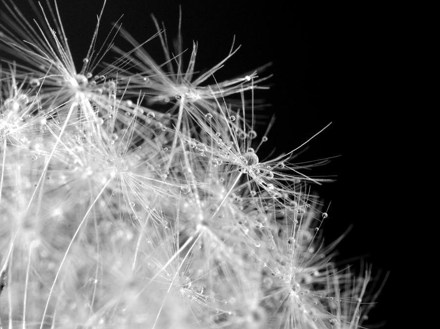 Water drops on Dandelion Photograph by Marianna Mills