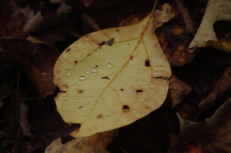 Water Drops On Falling Leaf Photograph By Latasha Williams - Fine Art 