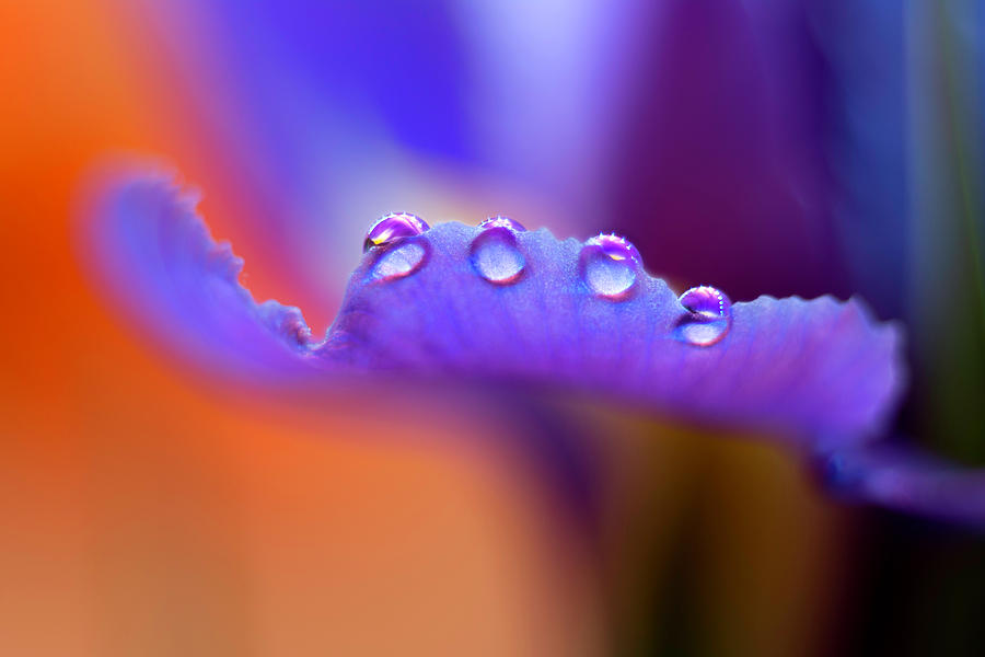 Water drops on flower Photograph by Wolfgang Stocker