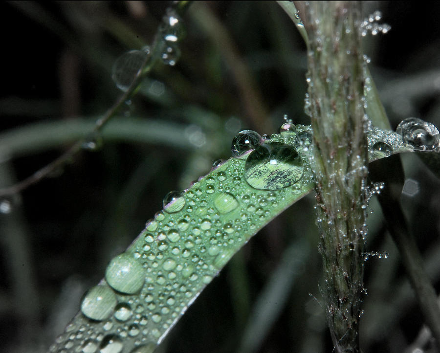 Water Drops on Grass Photograph by Karen Musick