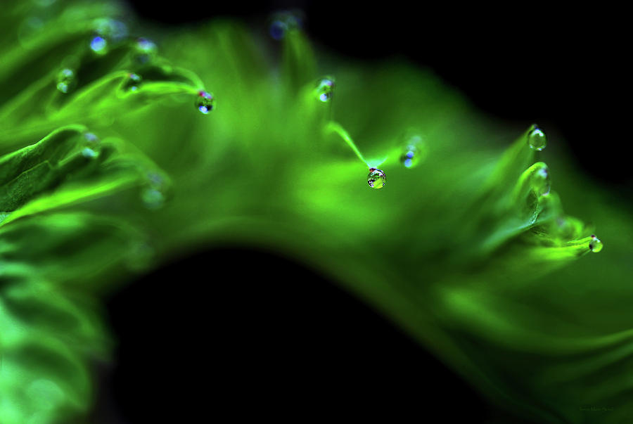 Water Drops on Leaf Abstract Photograph by Jennie Marie Schell