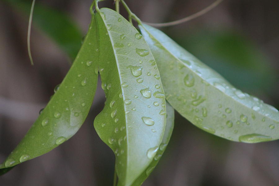 Water Drops on Lush Green Leaves Photograph by Colleen Cornelius