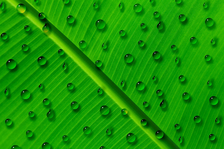 Water Drops on Palm Leaf Painting by Georgeta Blanaru