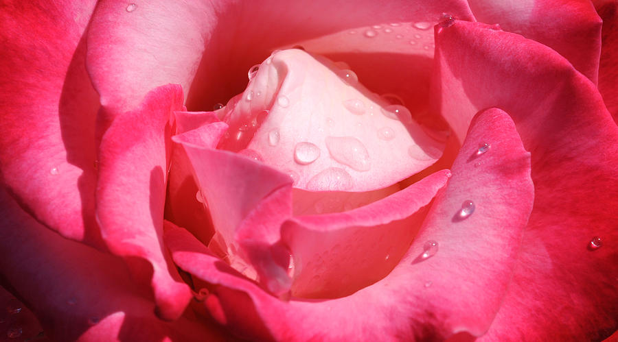 Water drops on pink rose Photograph by Haleh Mahbod