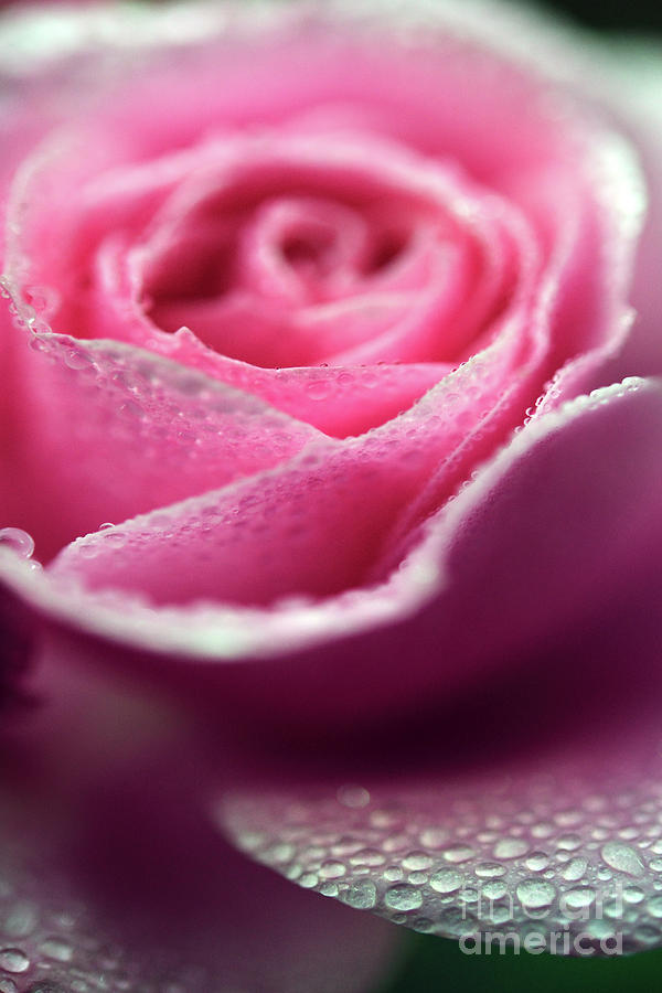 Water Drops On Pink Rose Photograph by Terry Elniski