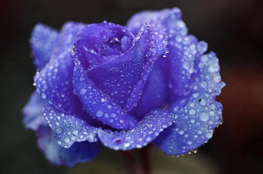 Water Drops On Purple Rose Flower Photograph By Artpics