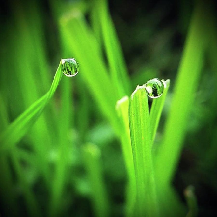 Water Photograph - Water Drops On The Grass #water #grass by Federico Petrini