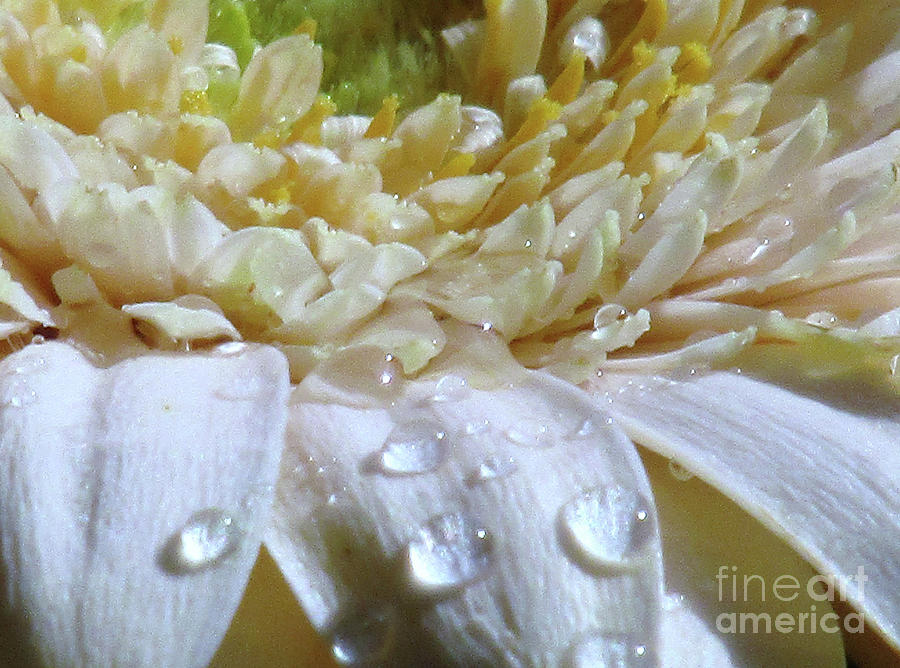 Water Drops on white Gerbera Photograph by Kim Tran
