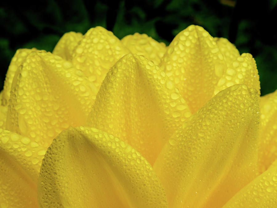 Water Drops on Yellow Petals Photograph by Greg Nyquist