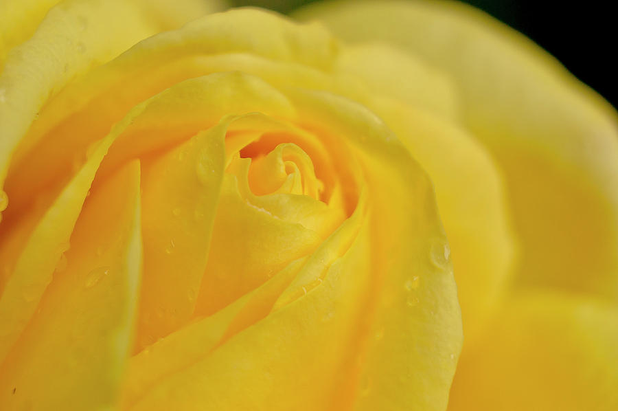 Water drops on Yellow Rose. Photograph by Elena Perelman