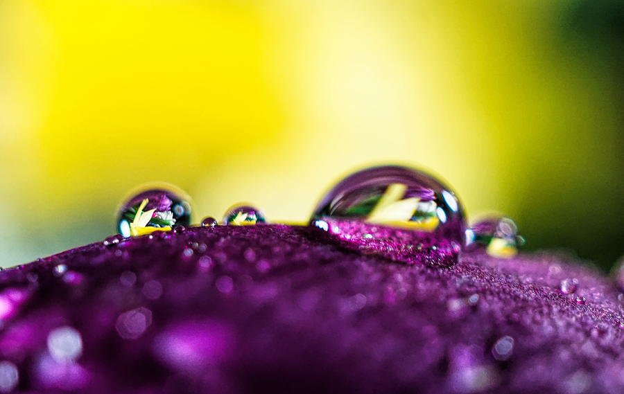 Water drops reflections Photograph by Lilia S