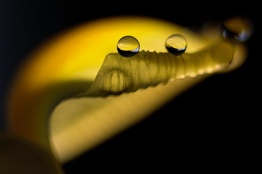 Water drops resting on a petal Photograph by Wolfgang Stocker