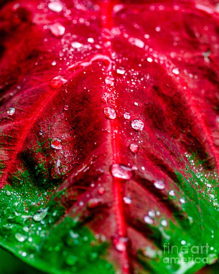 Water Drops six Photograph by Ken Frischkorn