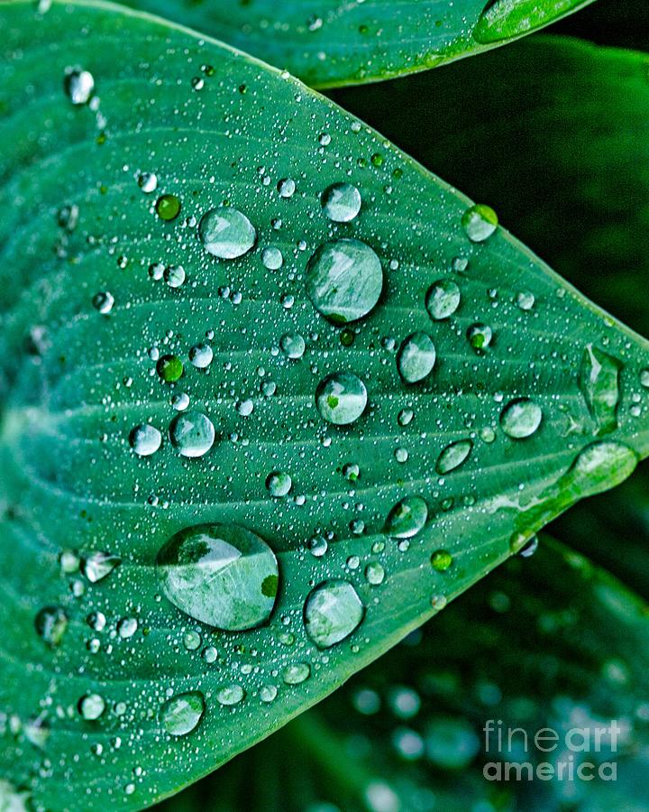 Water Drops two Photograph by Ken Frischkorn