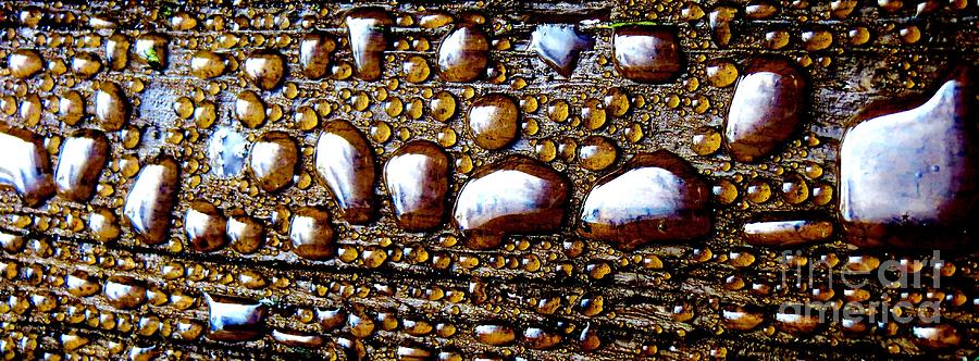 Water Drops V Photograph by Tim Townsend