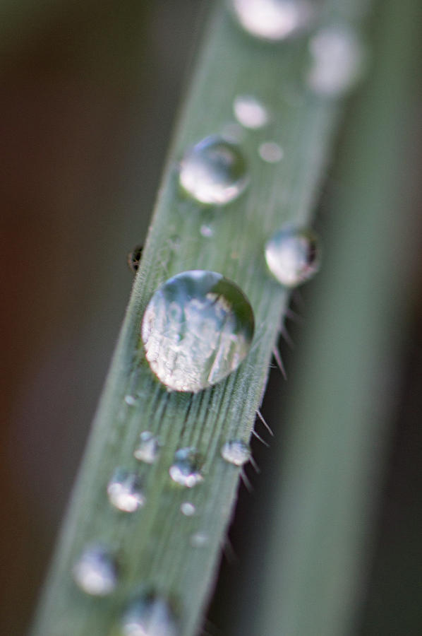 Water drops Photograph by William Pullaro Jr