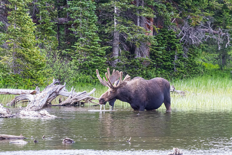 Moose Photograph - Water Feeding Moose by James BO Insogna