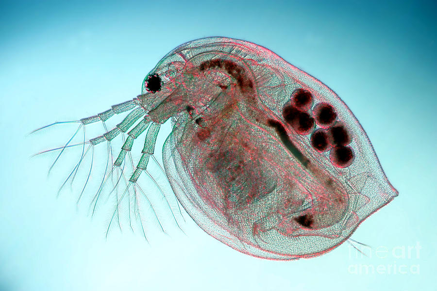 Water Flea Daphnia Magna Photograph by Ted Kinsman