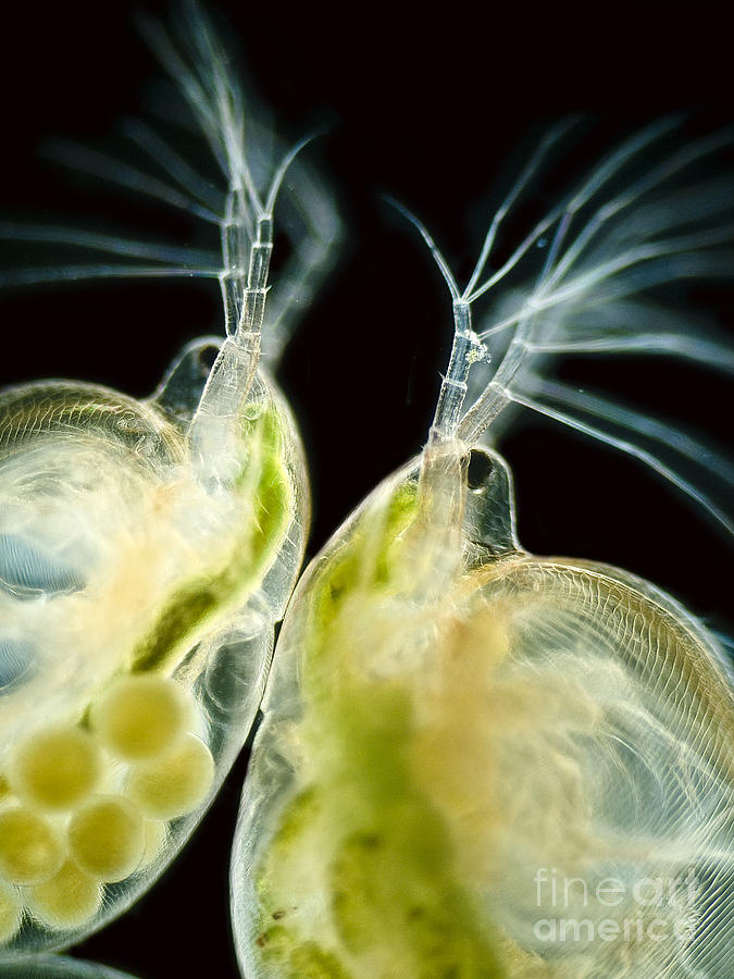 Water Fleas Simocephalus Sp., Lm Photograph by Rubn Duro/BioMEDIA ASSOCIATES LLC
