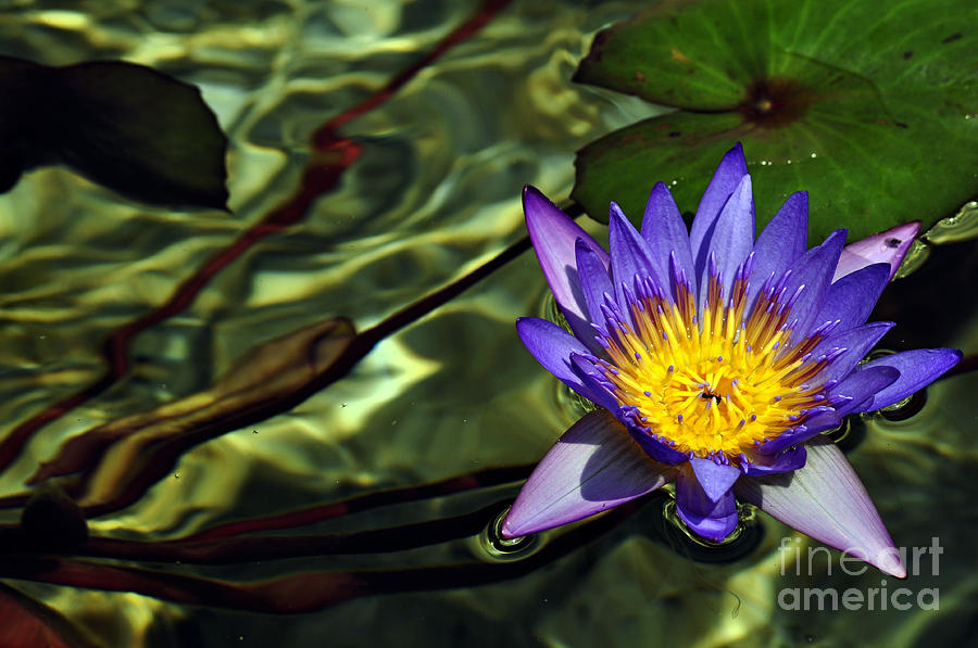Water Floral Photograph by Clayton Bruster