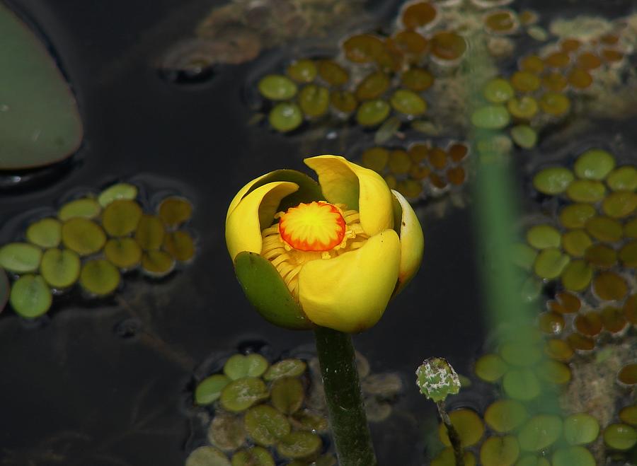 Water Flower Photograph by Carl Moore