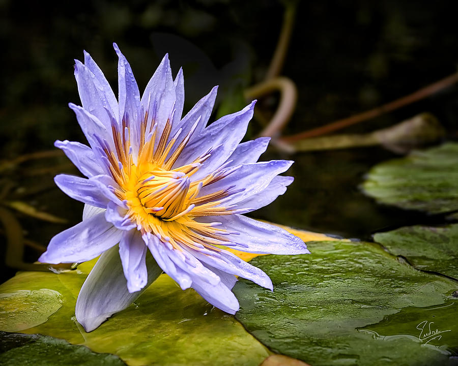 Water Flower Photograph by Endre Balogh