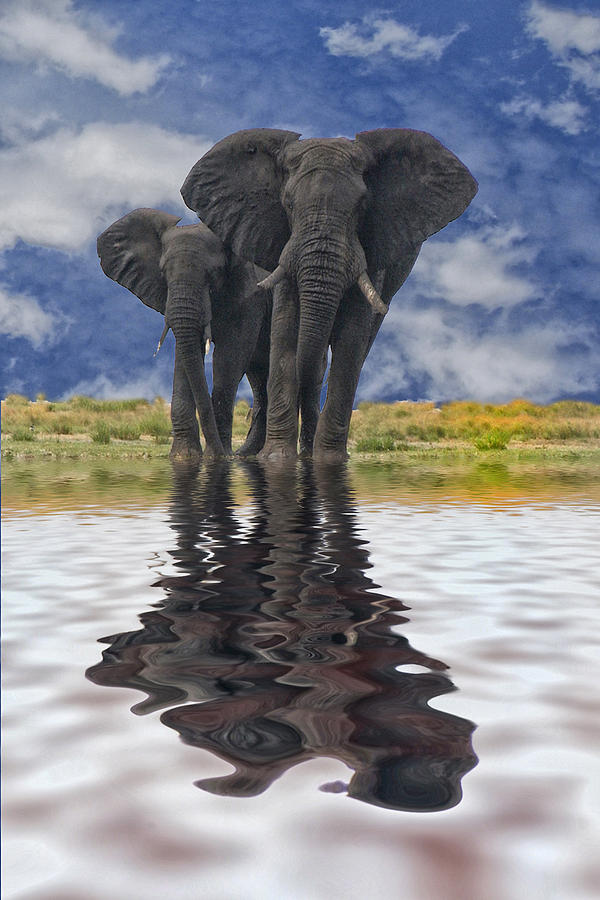 Water for Elephants Photograph by Beverly Hanson