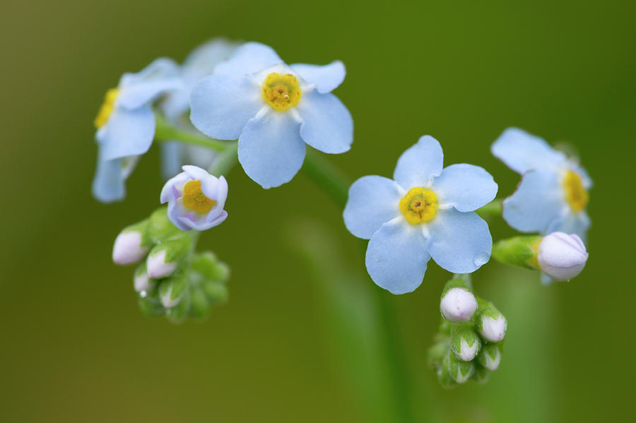 Water Forget Me Not Myosotis Scorpioides Photograph By Mj Dearman Photography