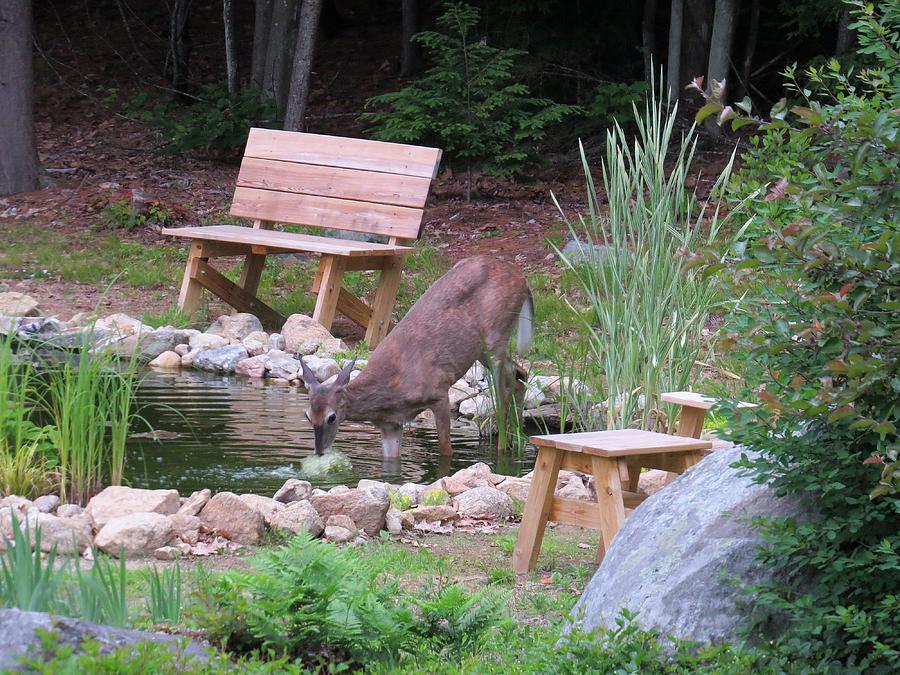 Water Fountain Deer Photograph by MTBobbins Photography