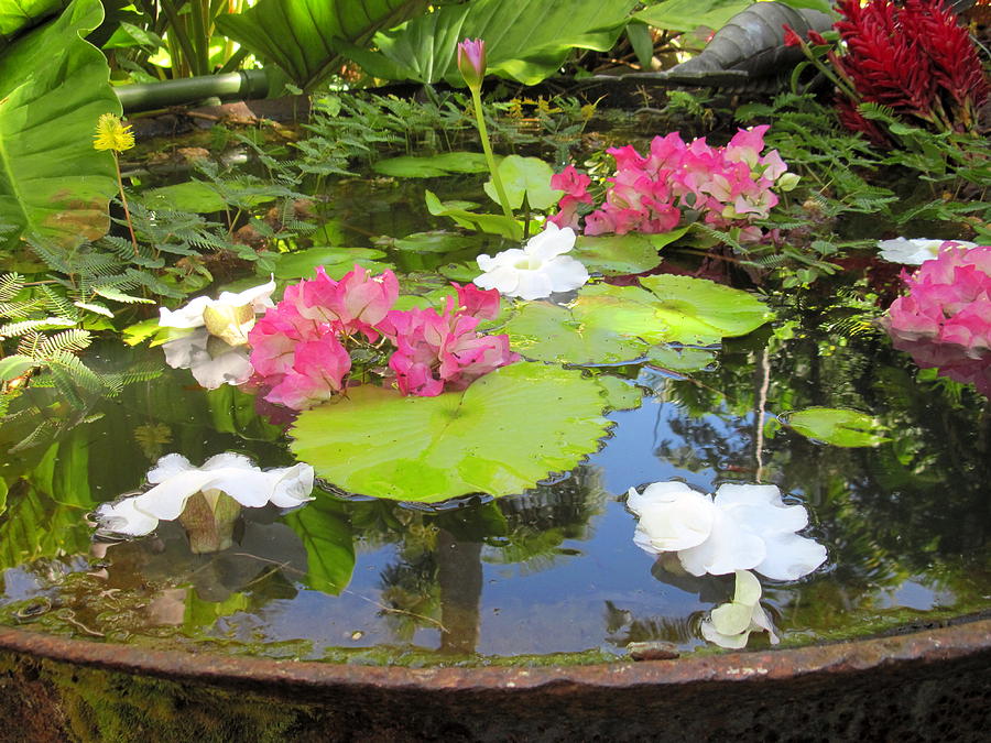 Water Garden Photograph by Betty Buller Whitehead