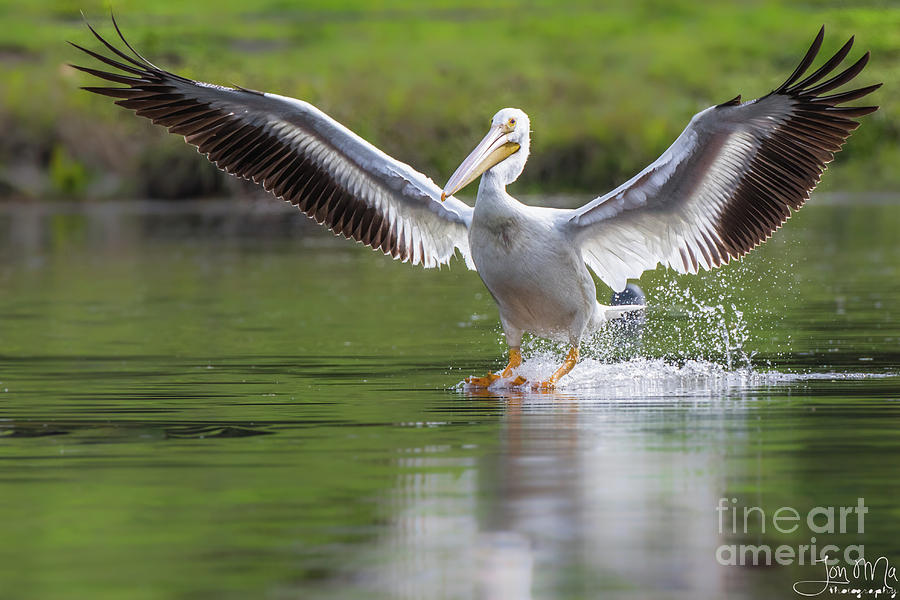 Water Gliding Photograph by Jon Ma Fine Art America