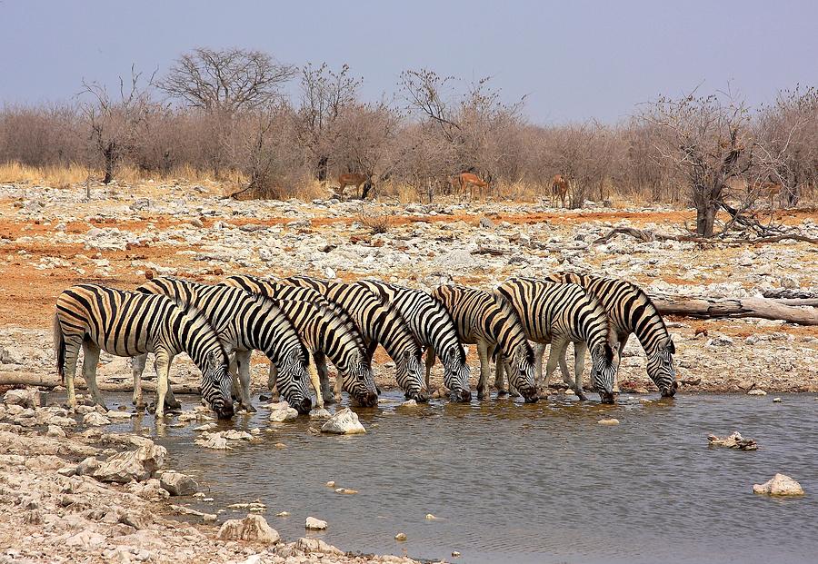Zebra Photograph - Water Hole Social 2 by Stacie Gary