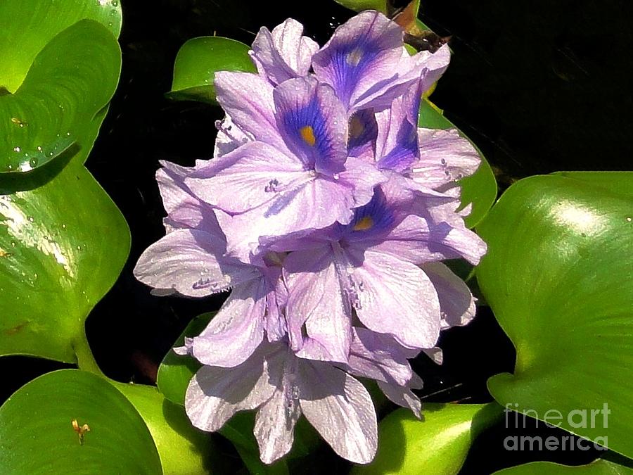 Water Hyacinth Photograph by Anne Sands