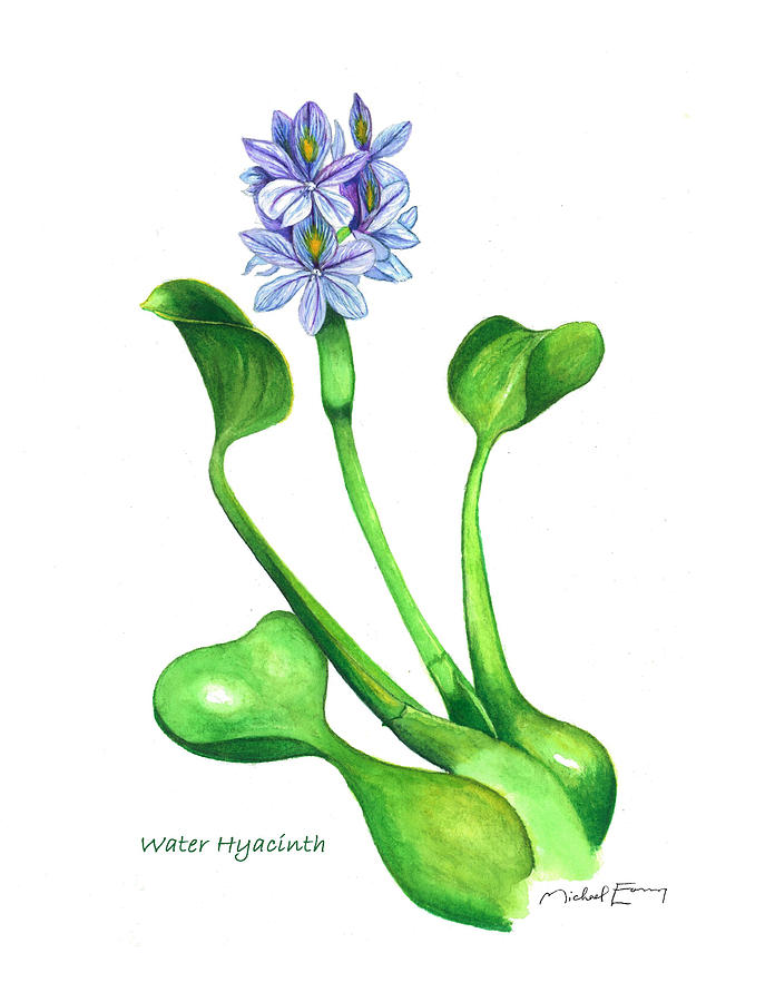 Water Hyacinth Eichhornia crassipes Painting by Michael Earney Fine