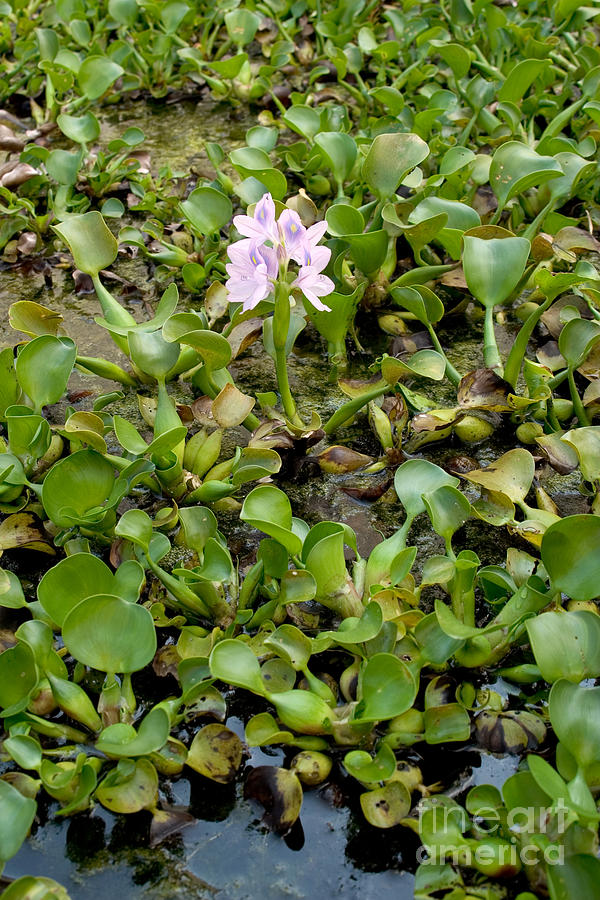 Water Hyacinth Eichhornia Crassipes Photograph by Ted Kinsman